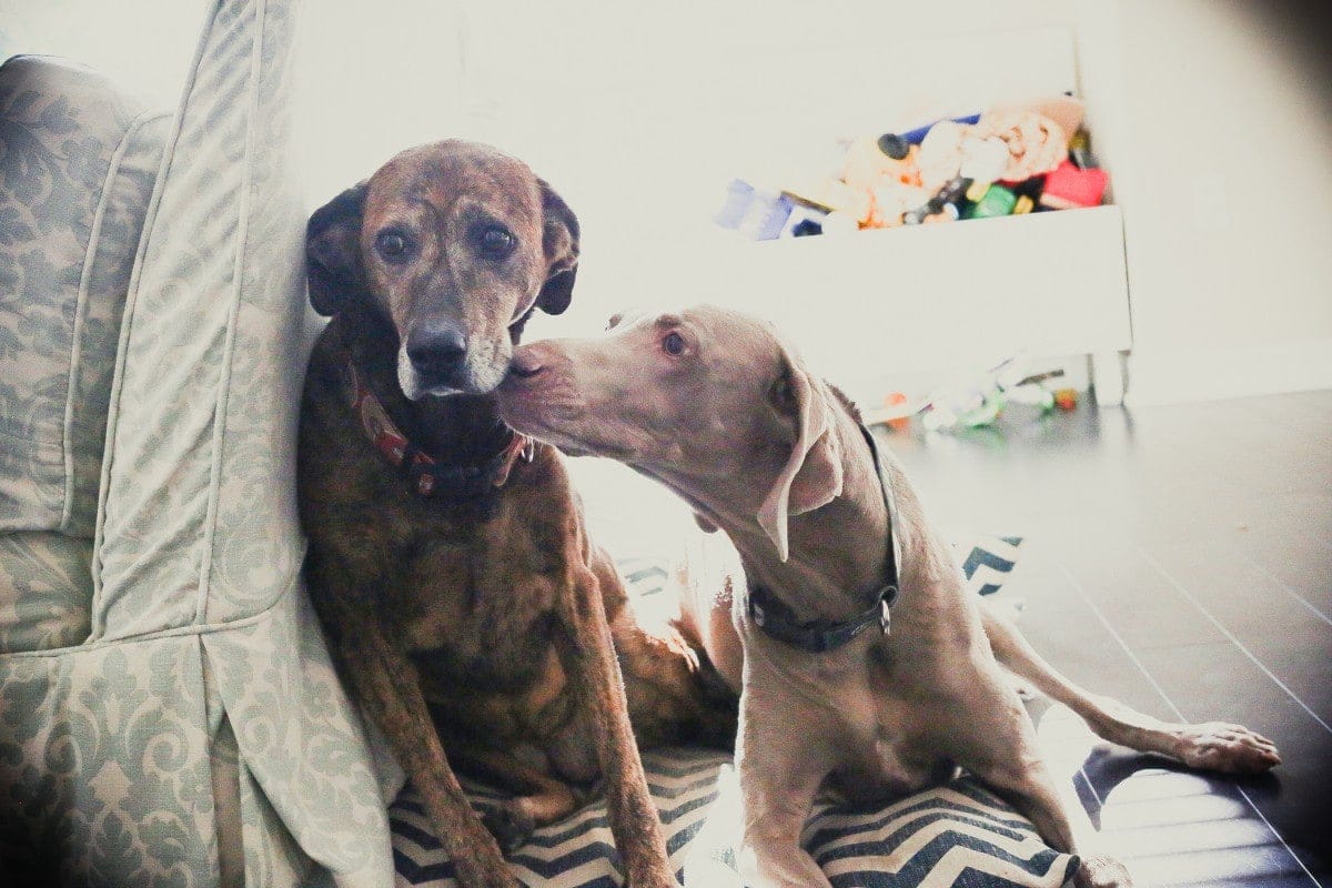 2 dogs kissing
