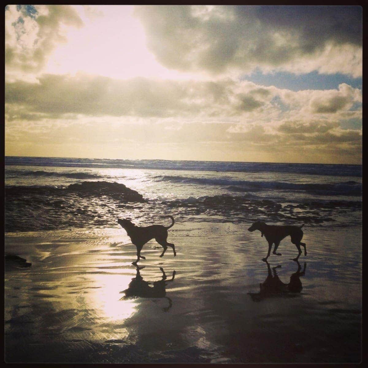 dogs at beach