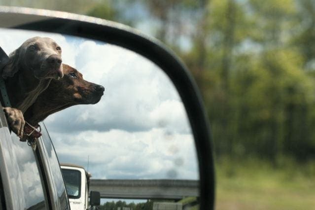 dogs sticking heads out of car window