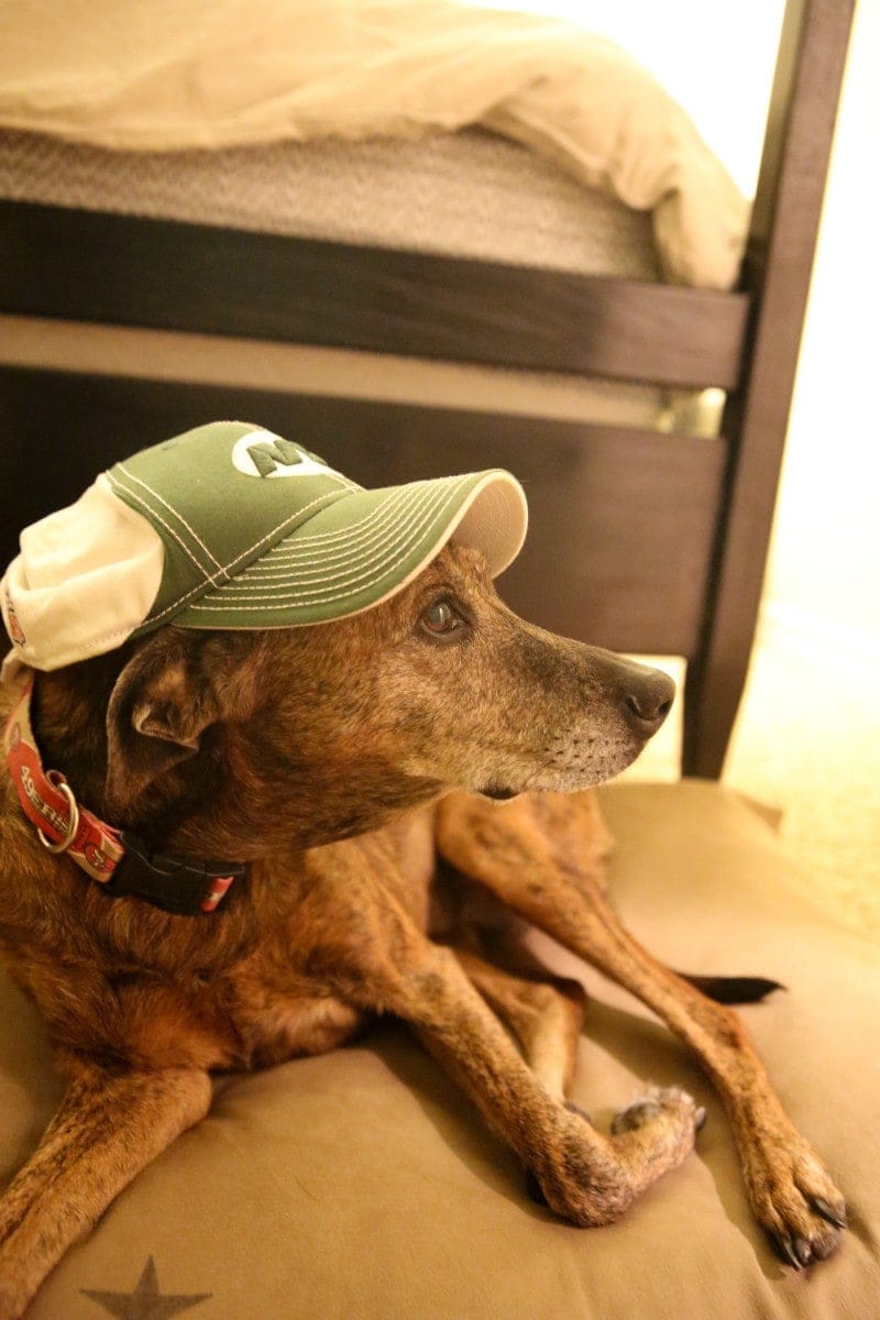 dog with hat