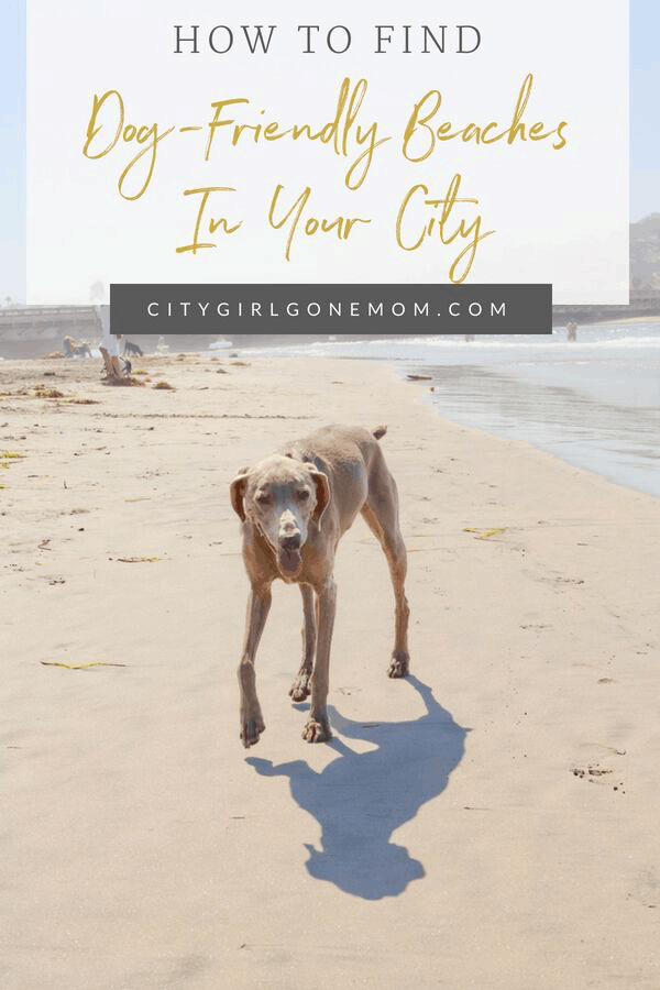 dog at the beach