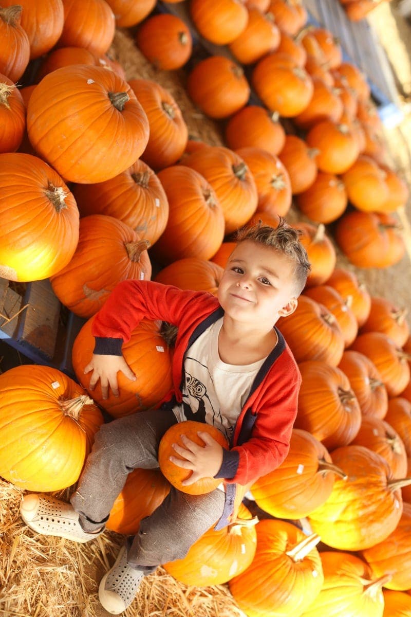 boy in pumpkin patch