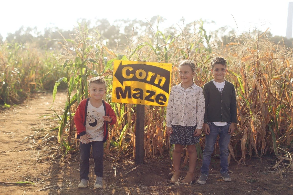 kids in corn maze