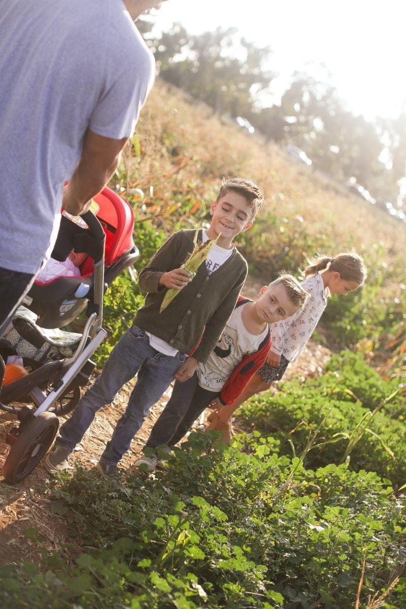 kids in corn field