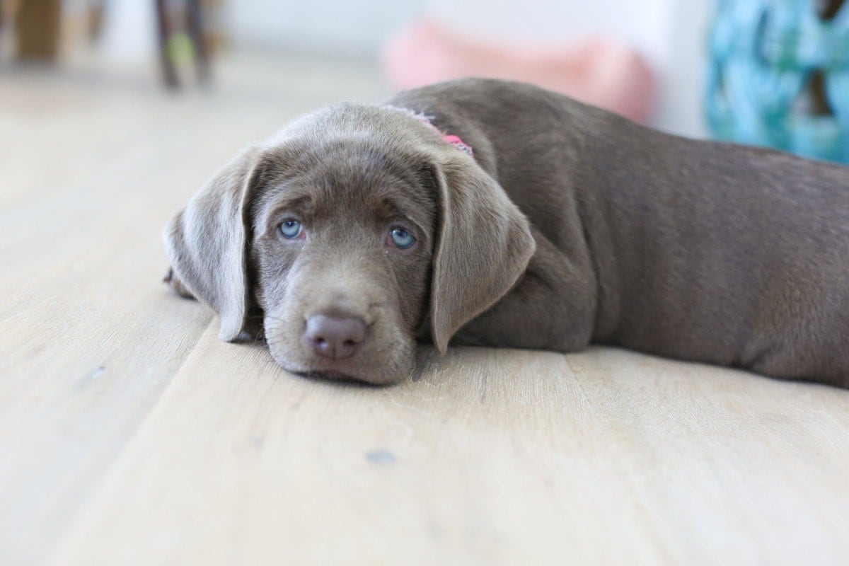 moms guide to buying a camera