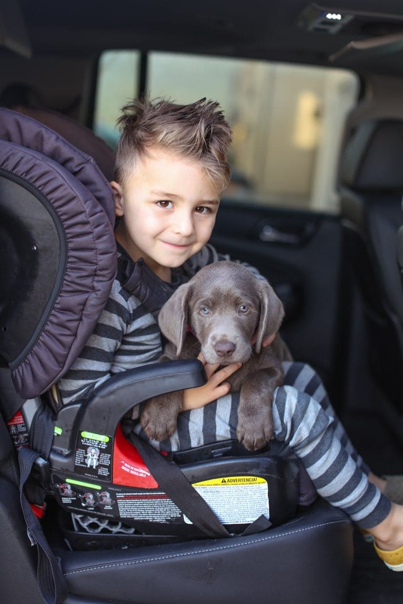 child and dog in car