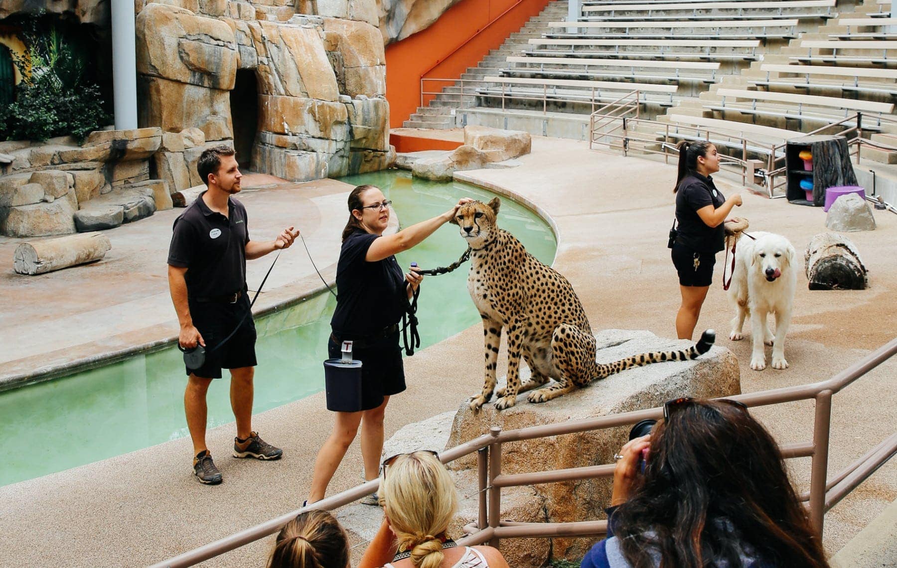 cheetah zoo exhibit