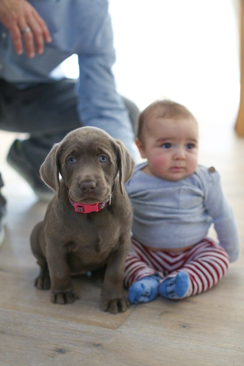 puppy and baby