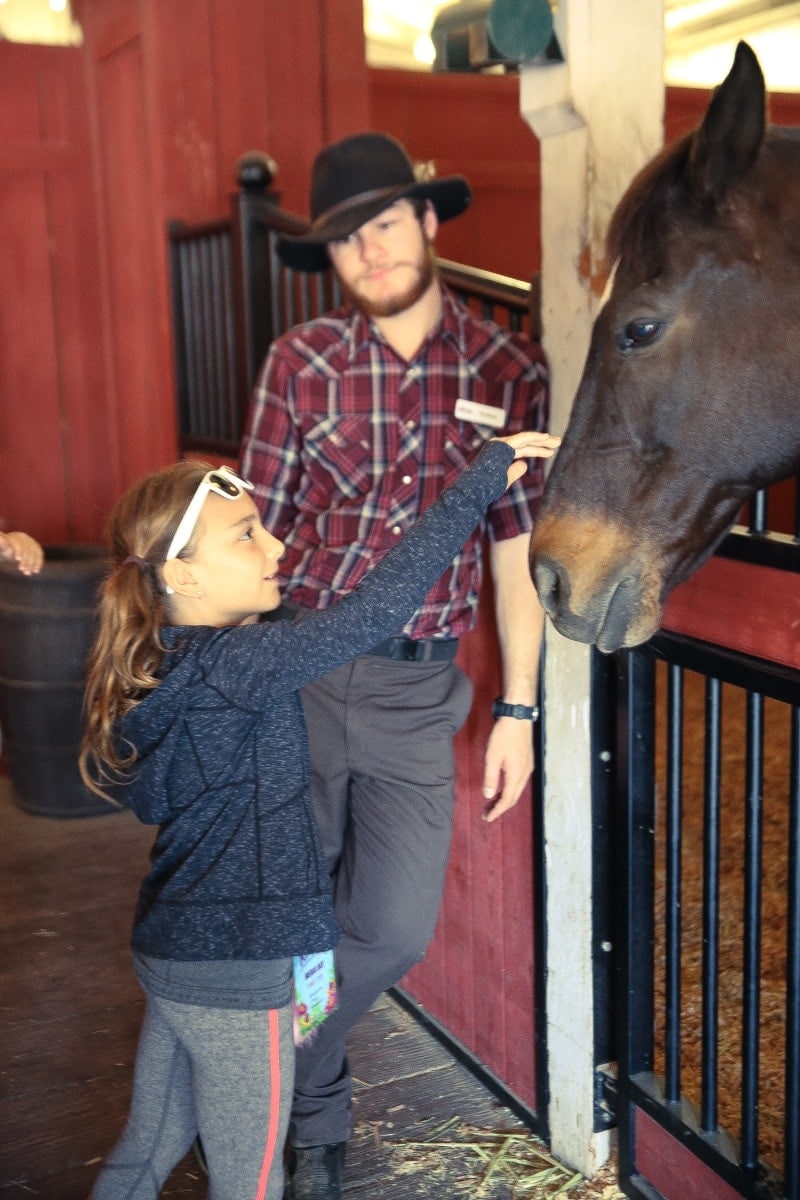 girl petting horse 