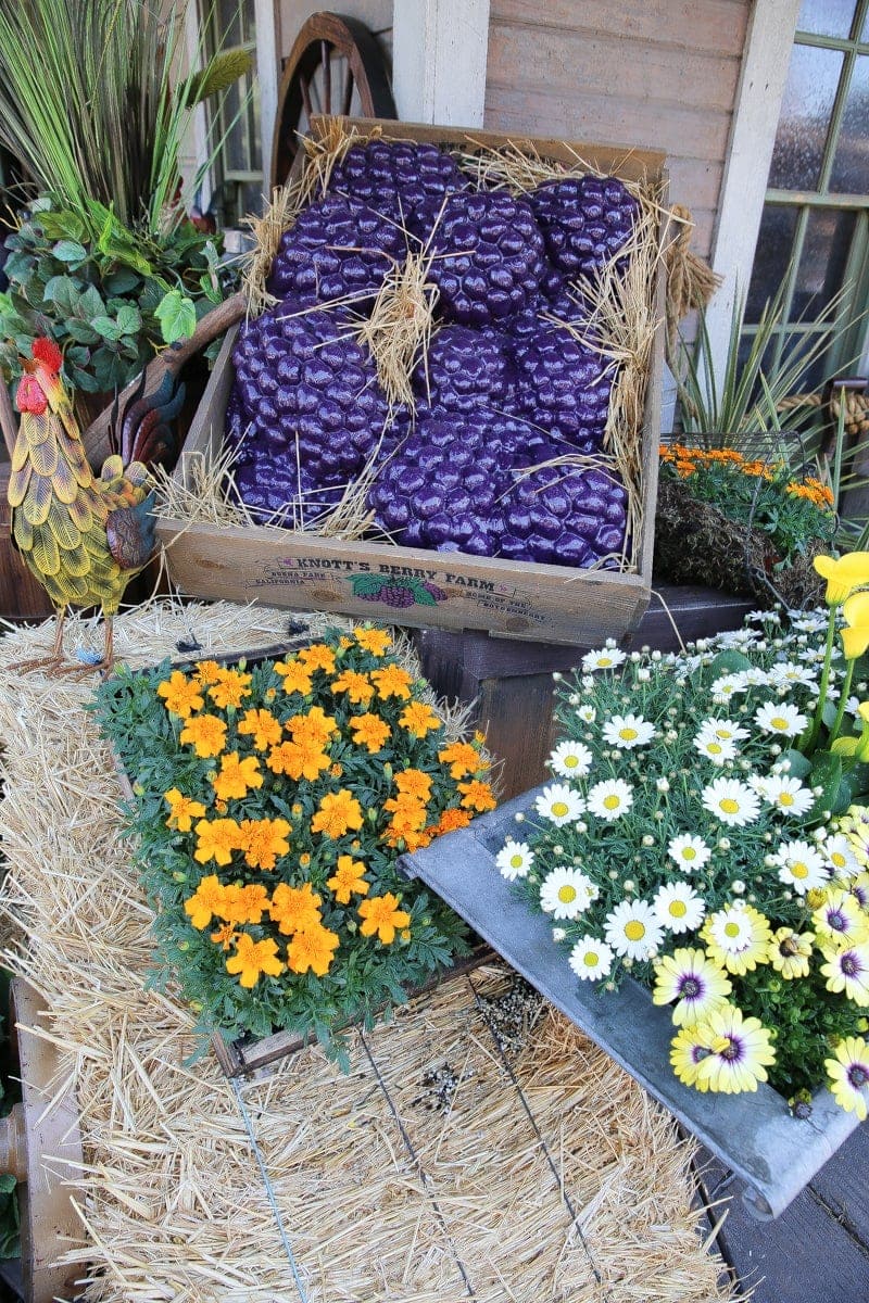 berries and flowers on hay