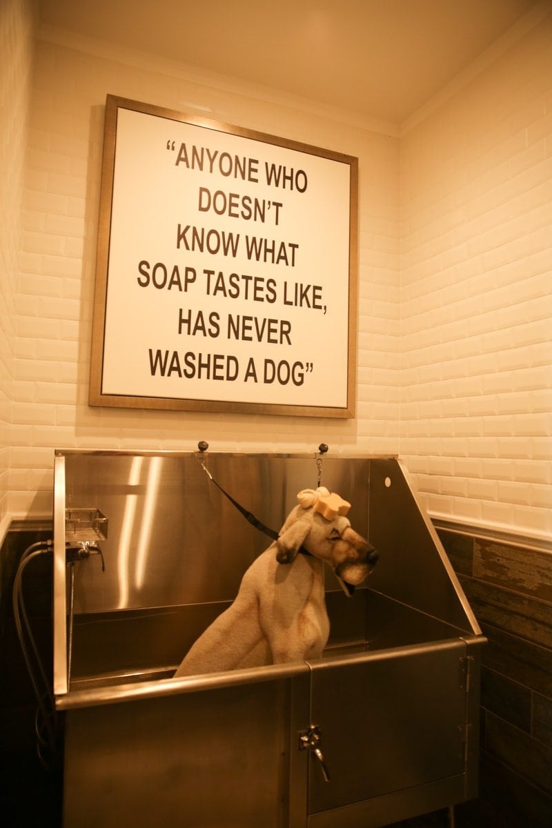 dog bath and decor