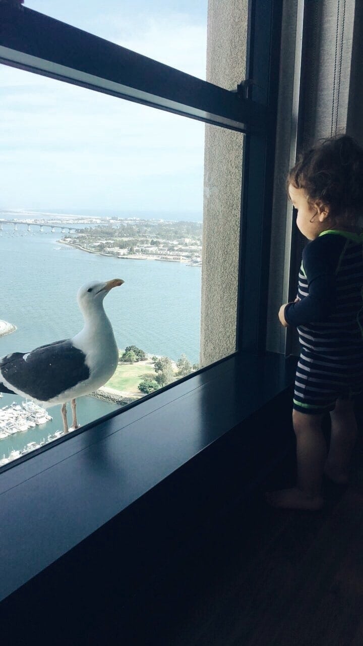 baby and seagull