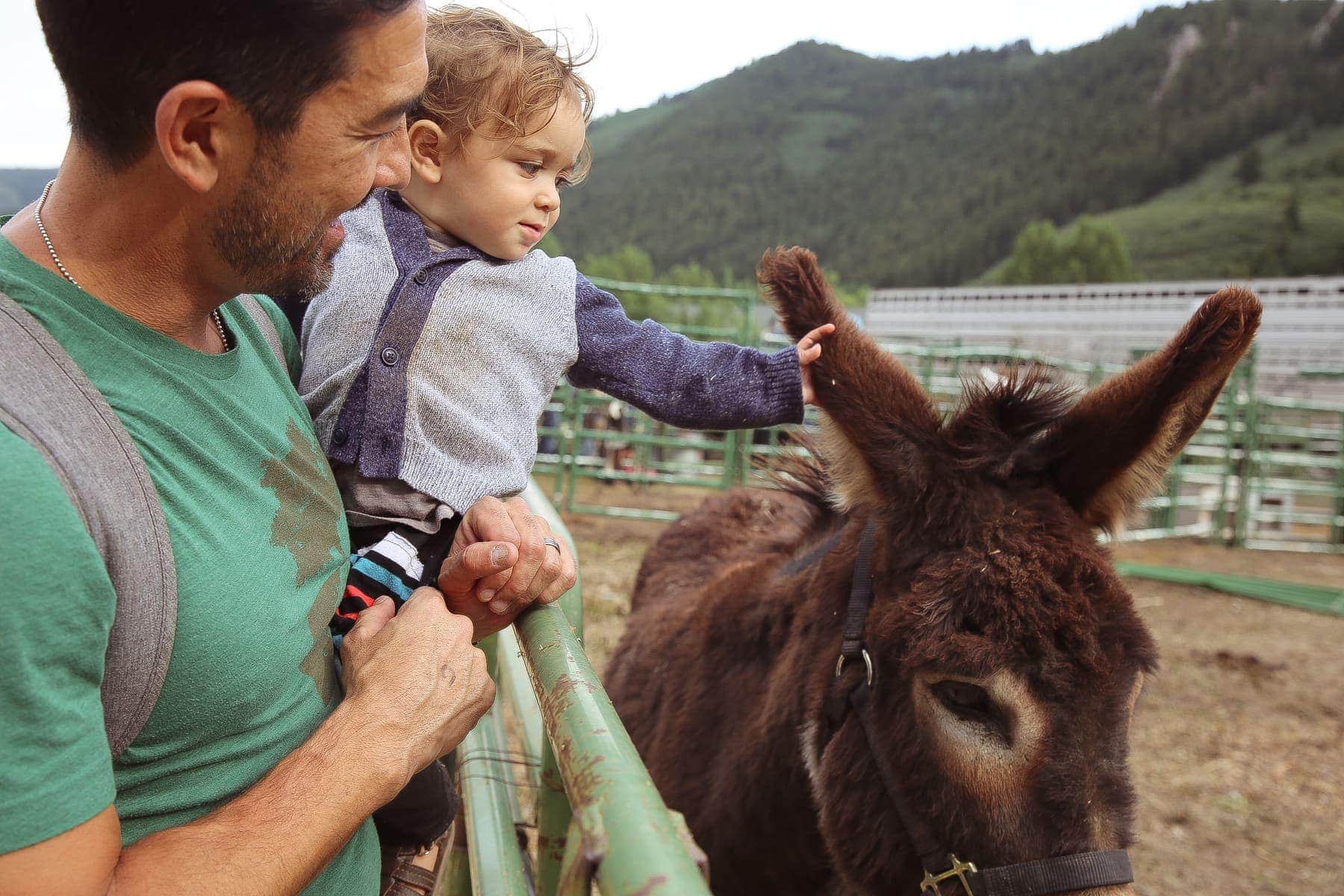 baby petting donkey 