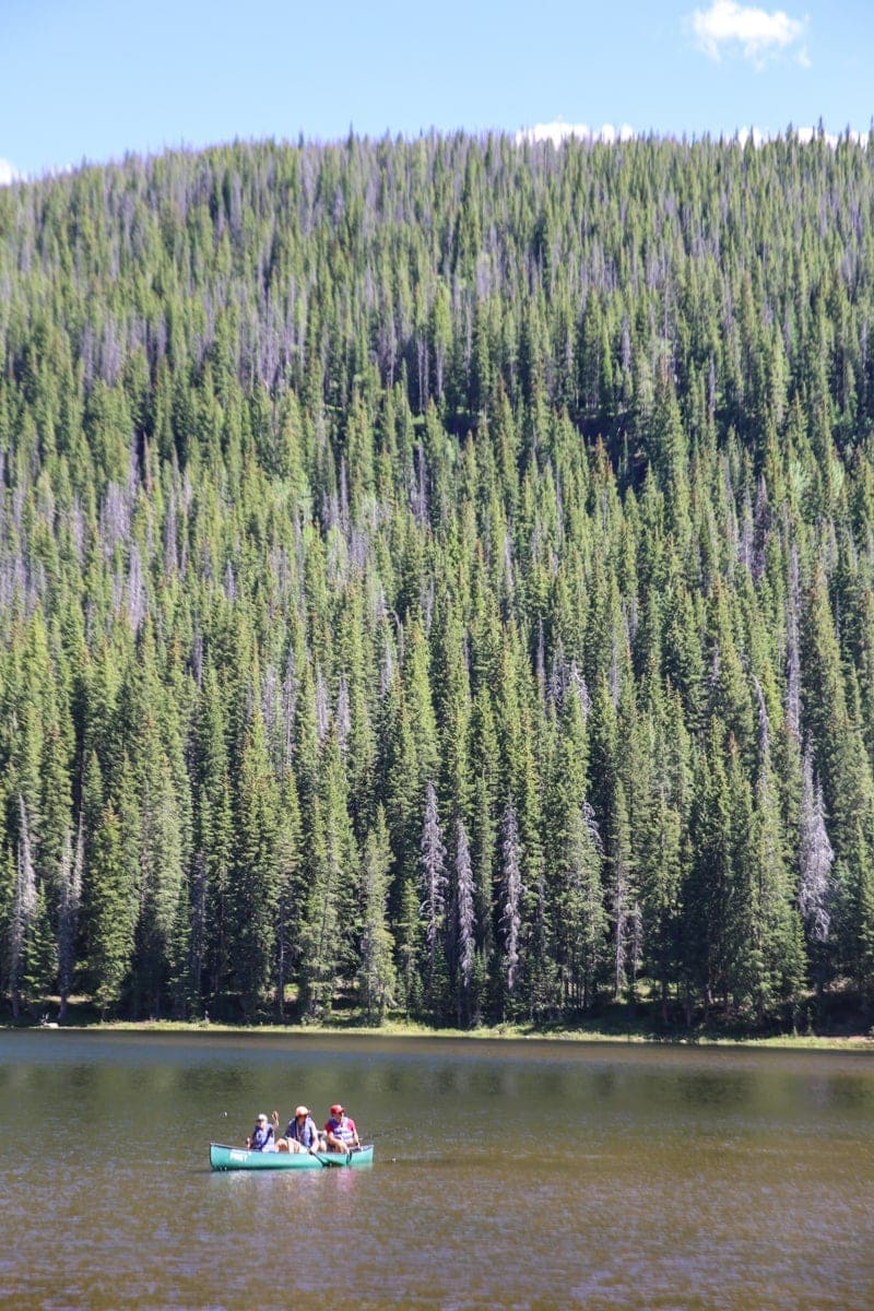 river trees