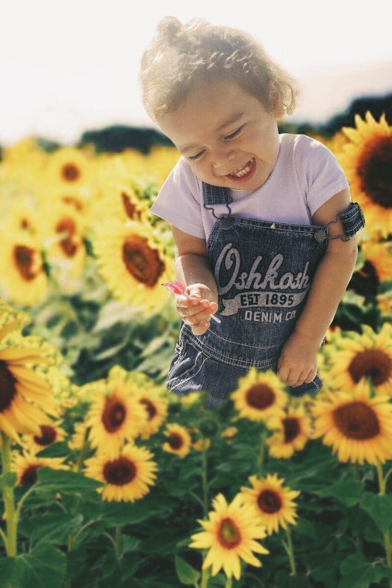 Baby laughing amongst the sunflowers