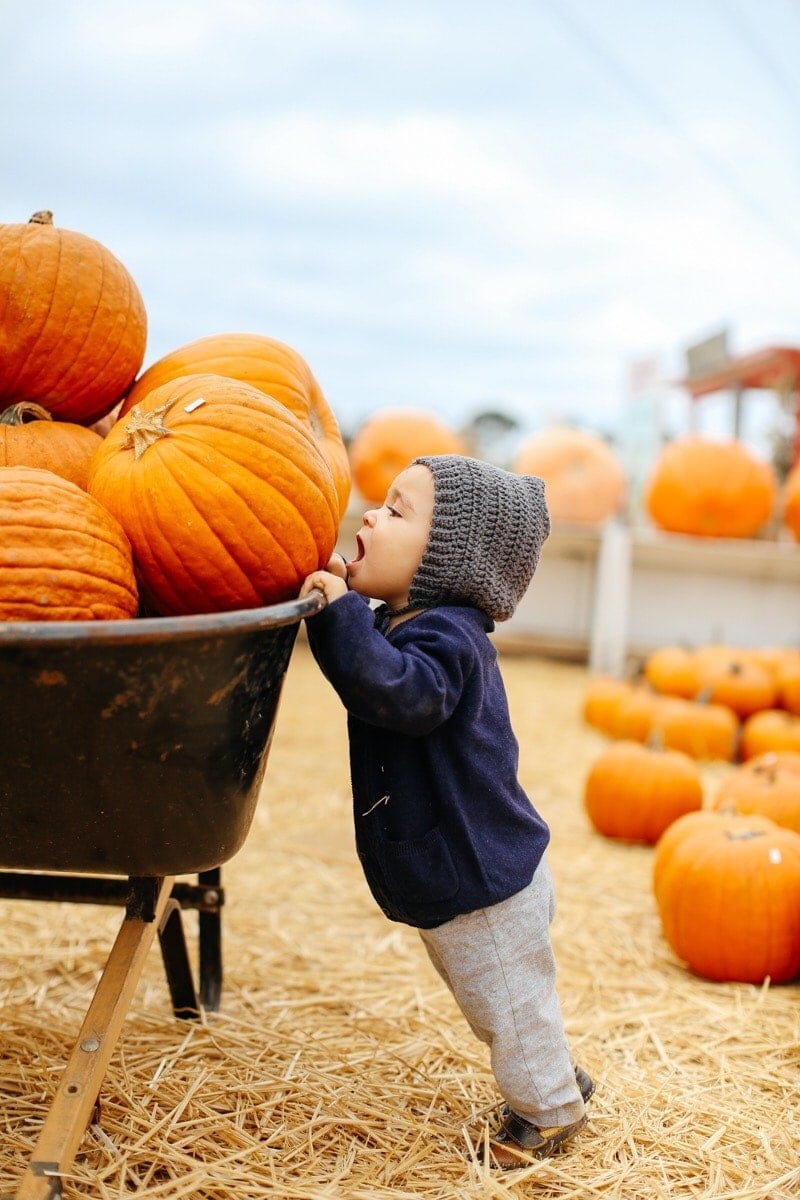 boy looking at pumpkins