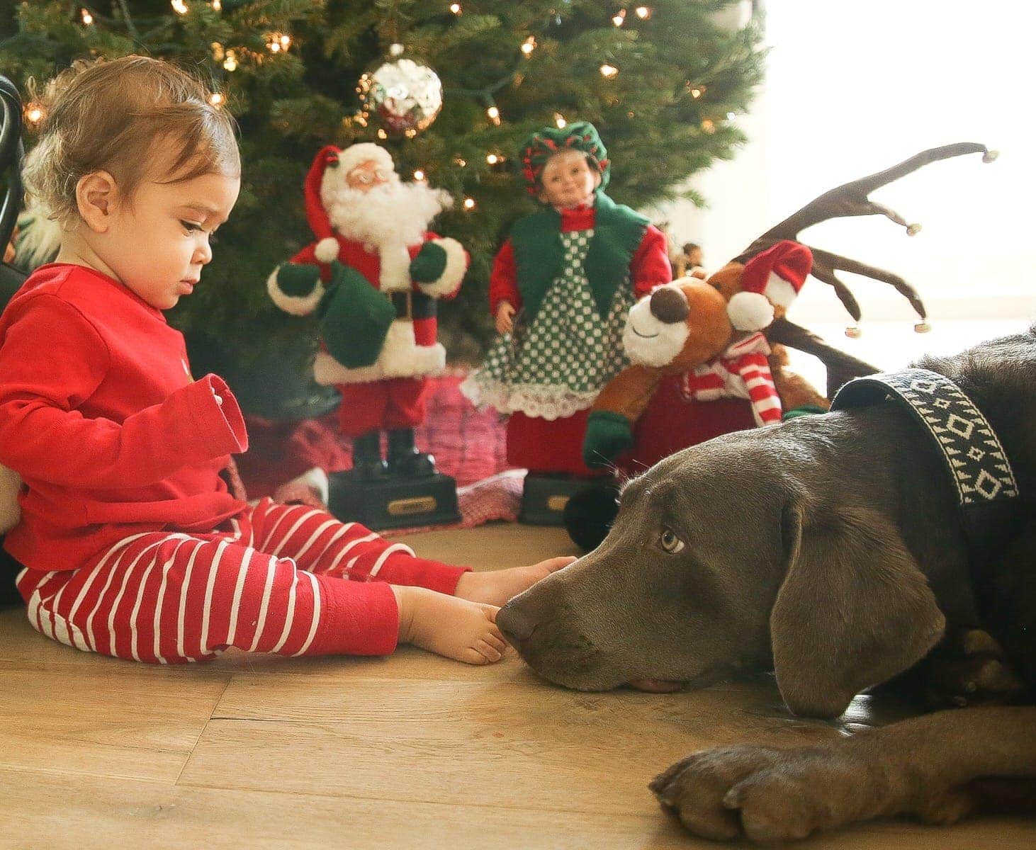 baby and dog by christmas tree