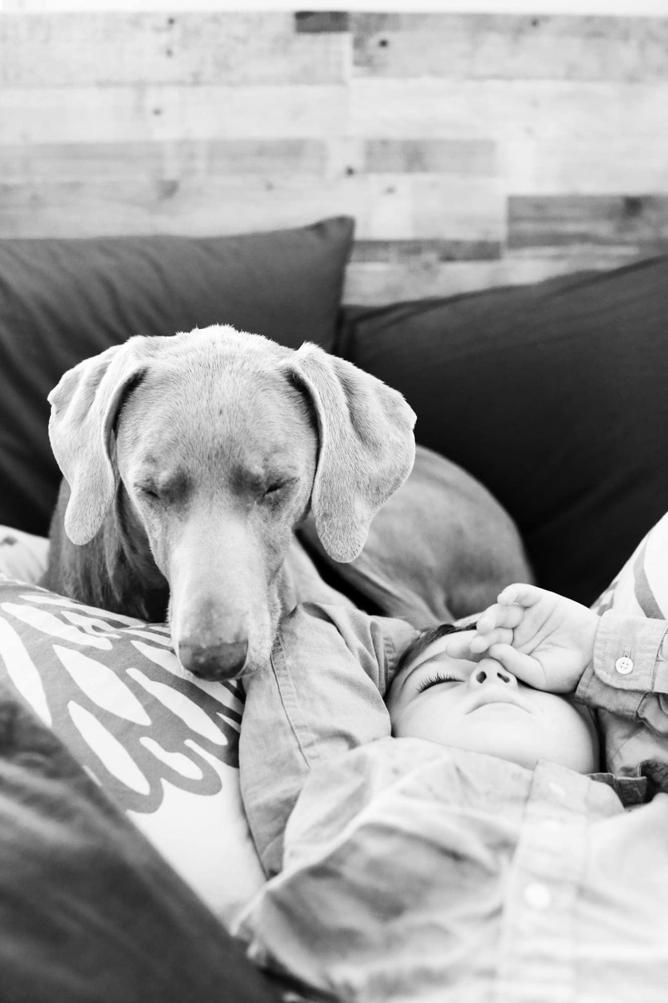 boy and dog