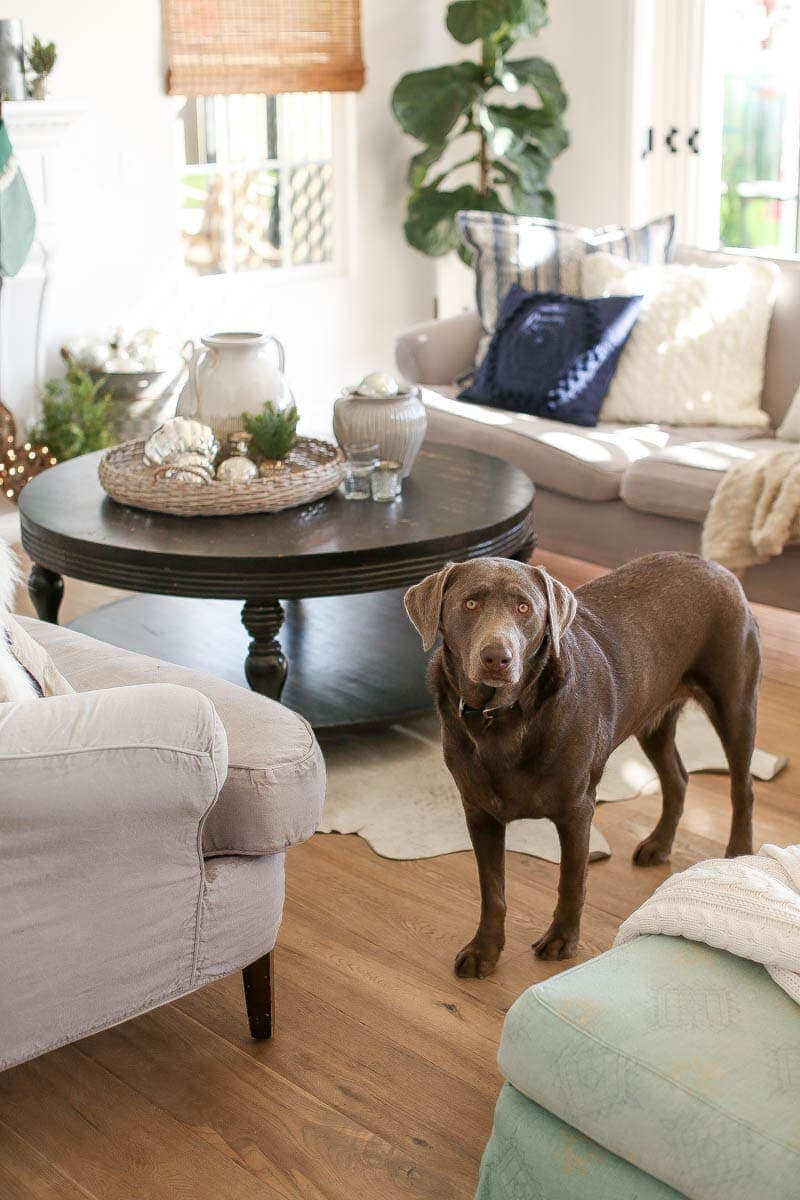 Beautifully decorated living room with dog