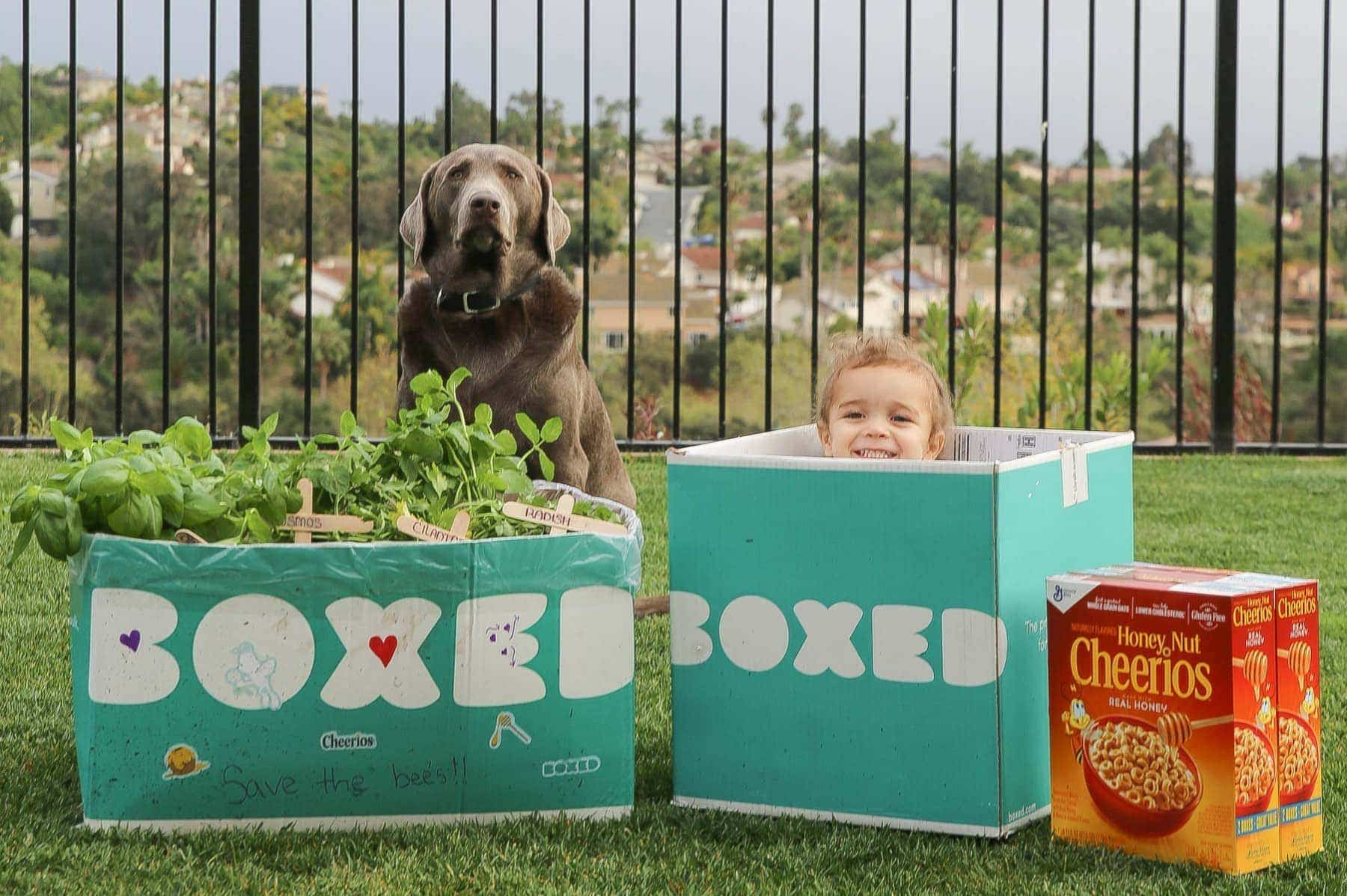 Child and family dog playing in the Boxed and Honey Nut Cheerios mini garden