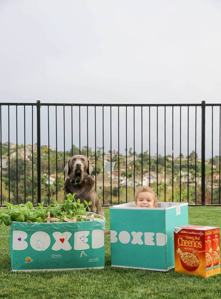 Child and Labrador playing in the Boxed and Honey Nut Cheerios mini garden