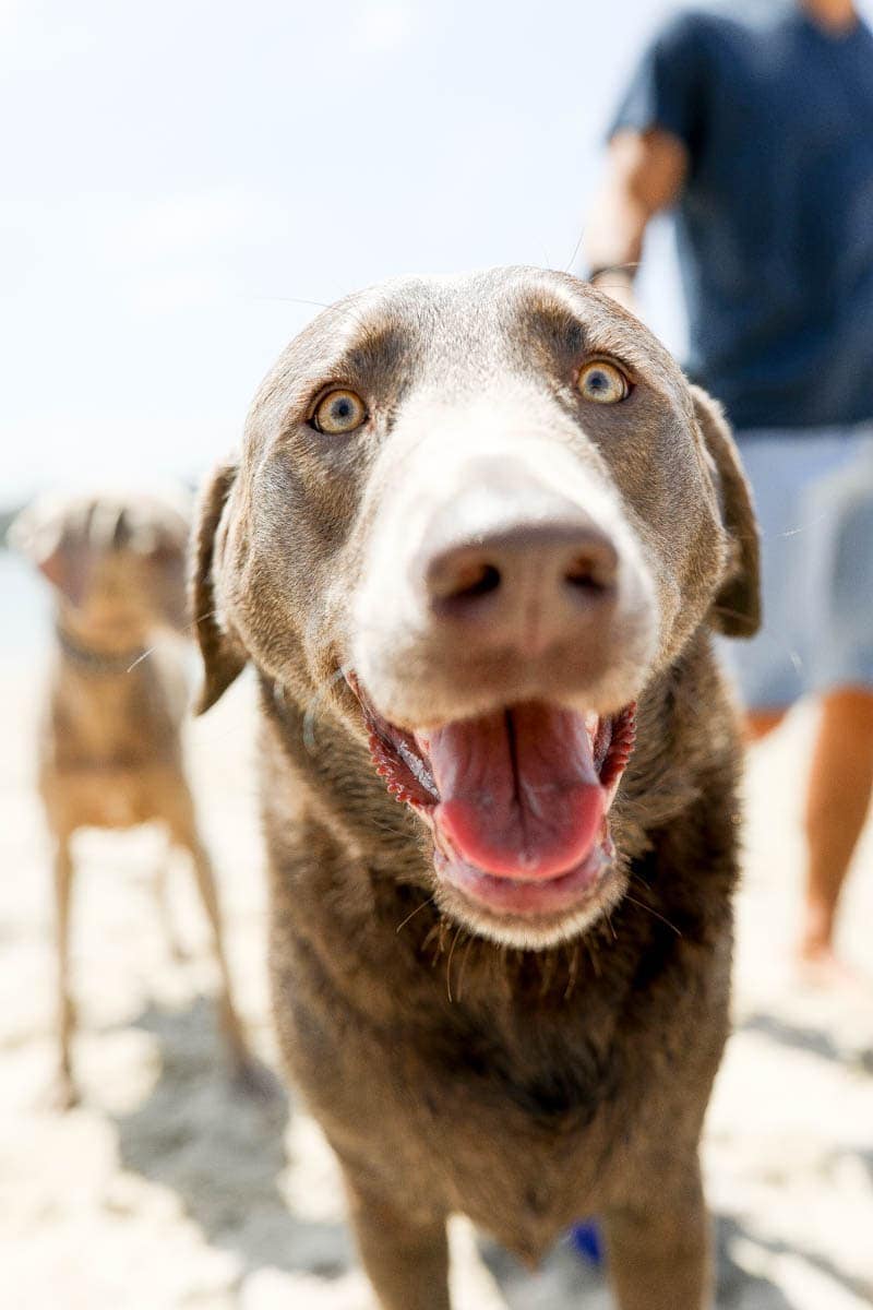 Close Up Photo of a Dog Weimaraner #royalcanin #dog #dogfood #labrador #citygirlgonemom #Weimaraner