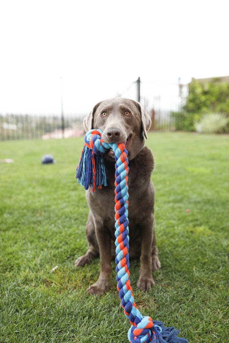 Fight The Beg With Royal Canin - City Girl Gone Mom #royalcanin #dog #dogfood #labrador #citygirlgonemom