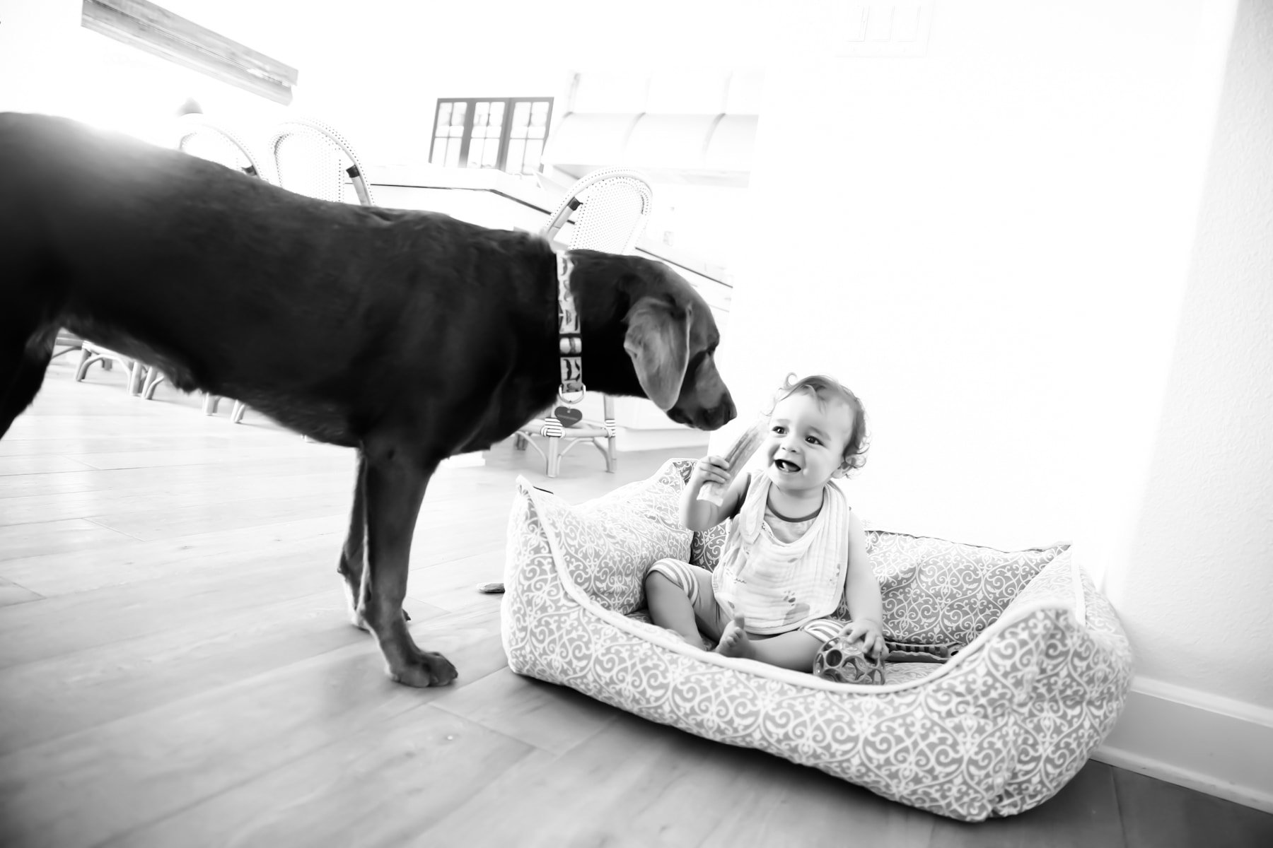 Kid on Dog's Bed Smiling at the Dog #royalcanin #dog #dogfood #labrador #citygirlgonemom #Weimaraner