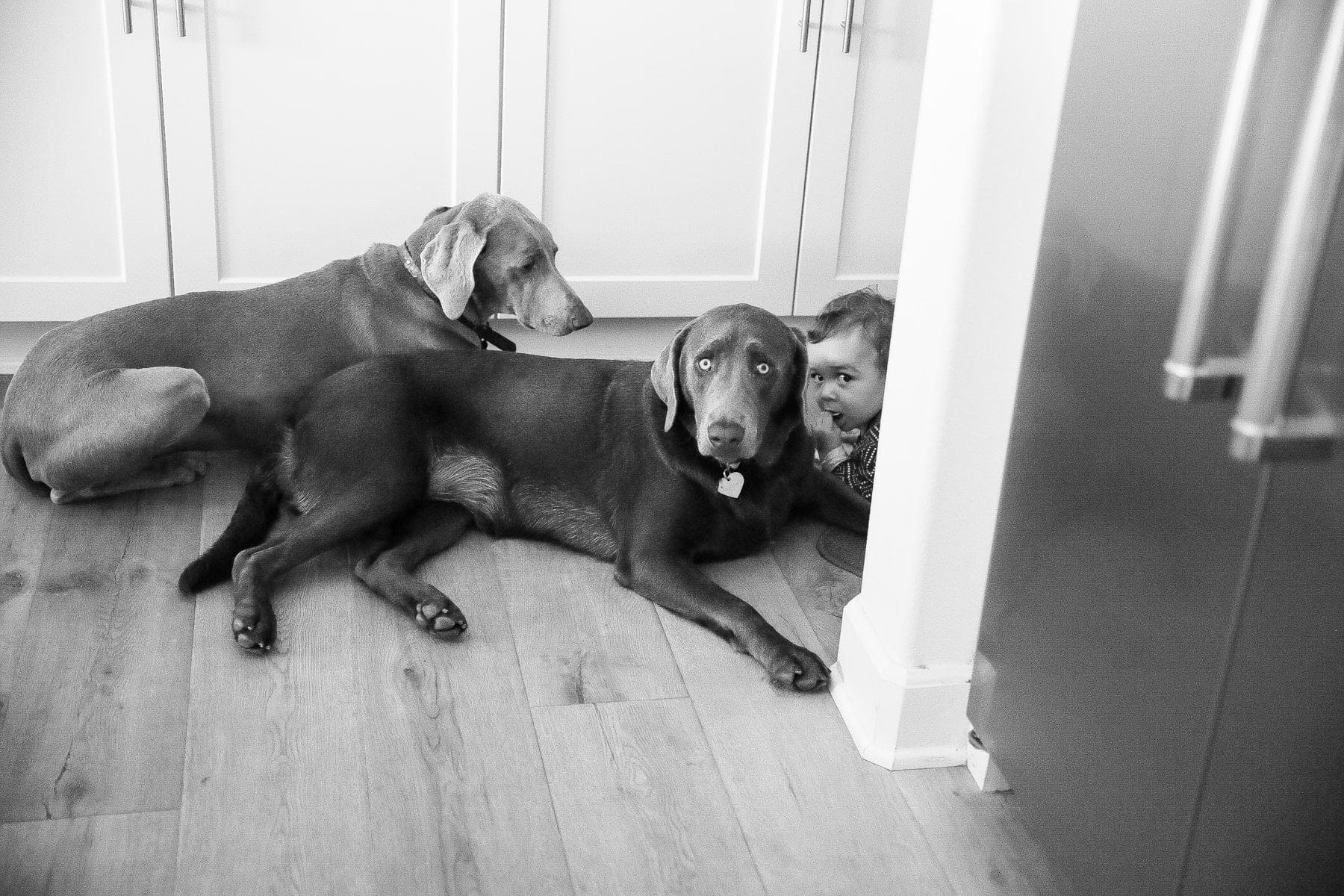 Cute Little Kid with 2 Dogs on the Floor #royalcanin #dog #dogfood #labrador #citygirlgonemom #Weimaraner