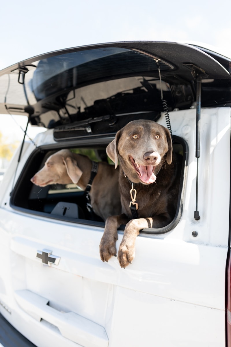 Dogs at the Back of the Car #royalcanin #dog #dogfood #labrador #citygirlgonemom