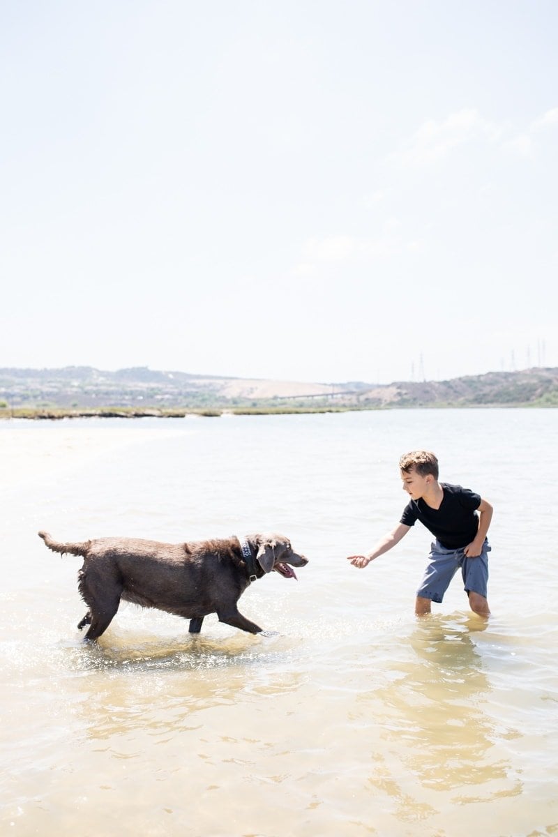 Child Playing with the Dog #royalcanin #dog #dogfood #labrador #citygirlgonemom #Weimaraner