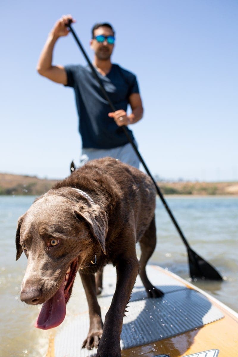 Dad and a Dog on the Surfing Board #royalcanin #dog #dogfood #labrador #citygirlgonemom #Weimaraner