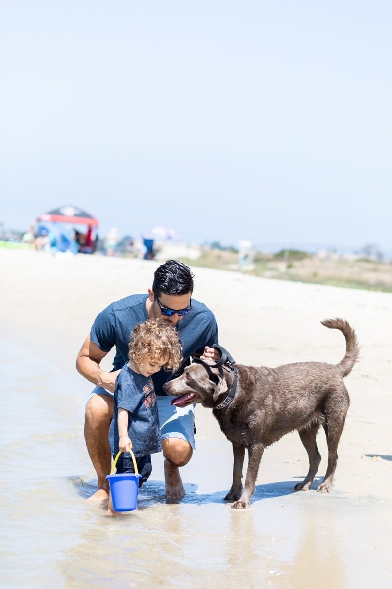 Man Holding a Dog While Taking Care of His Son #royalcanin #dog #dogfood #labrador #citygirlgonemom #Weimaraner