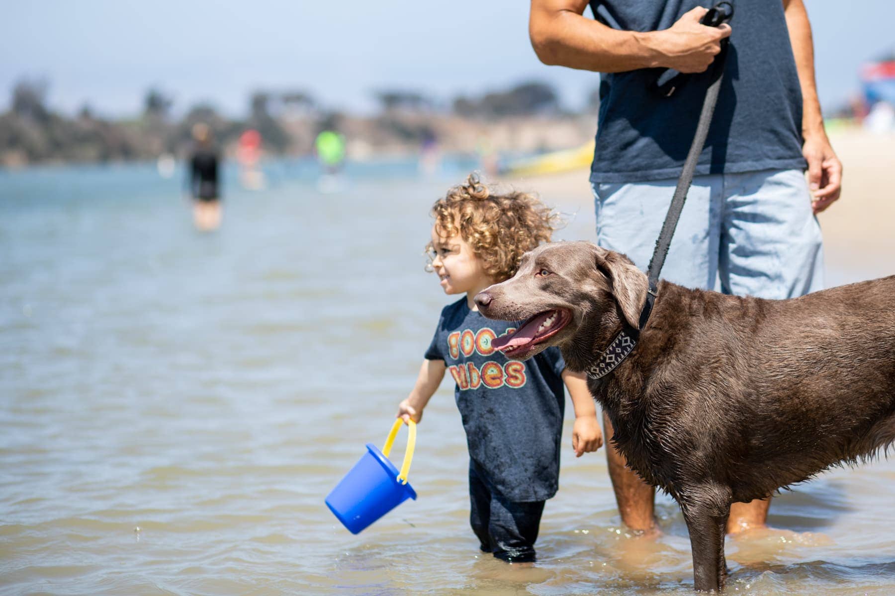 Kid Holding a Pale and a Dog #royalcanin #dog #dogfood #labrador #citygirlgonemom #Weimaraner