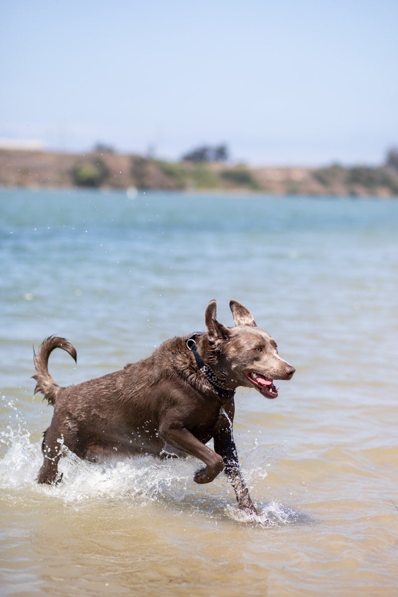 dog playing in water