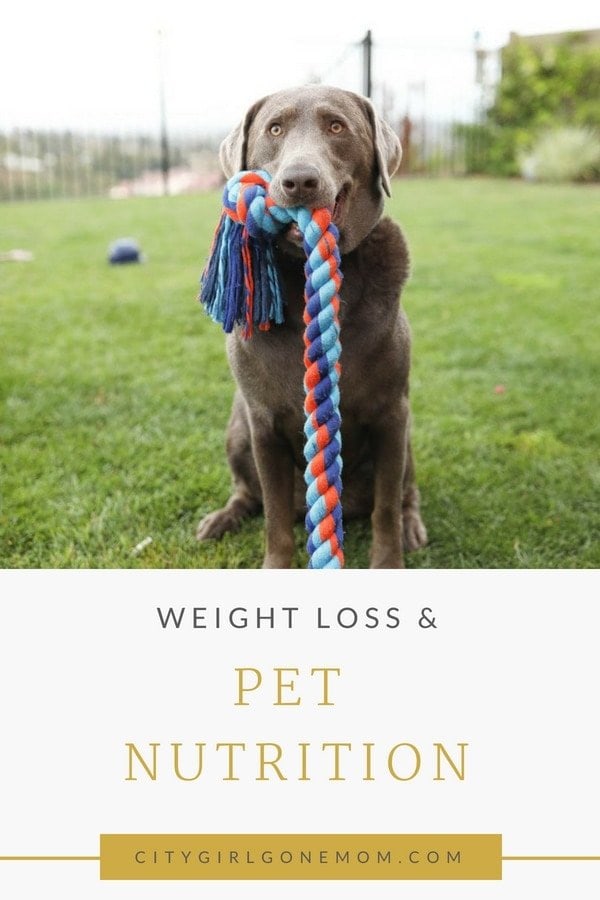 Fighting the beg and everything you need to know about Pet Nutrition! All pets have individual needs when it comes to diet! #petarticles #petnutrition #healthypets #pettips #dogproducts #healthydog #dogdiet #dogarticles