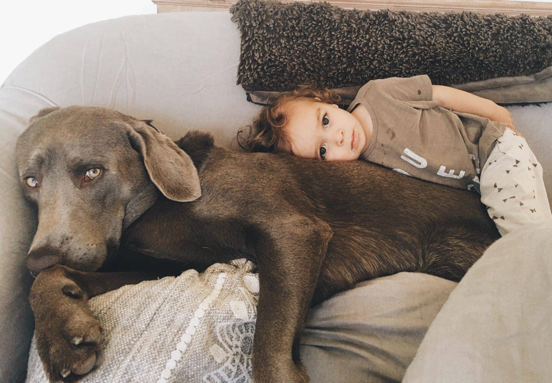 Photo of a Dog and A Kid Lying Beside Each Other #royalcanin #dog #dogfood #labrador #citygirlgonemom #Weimaraner