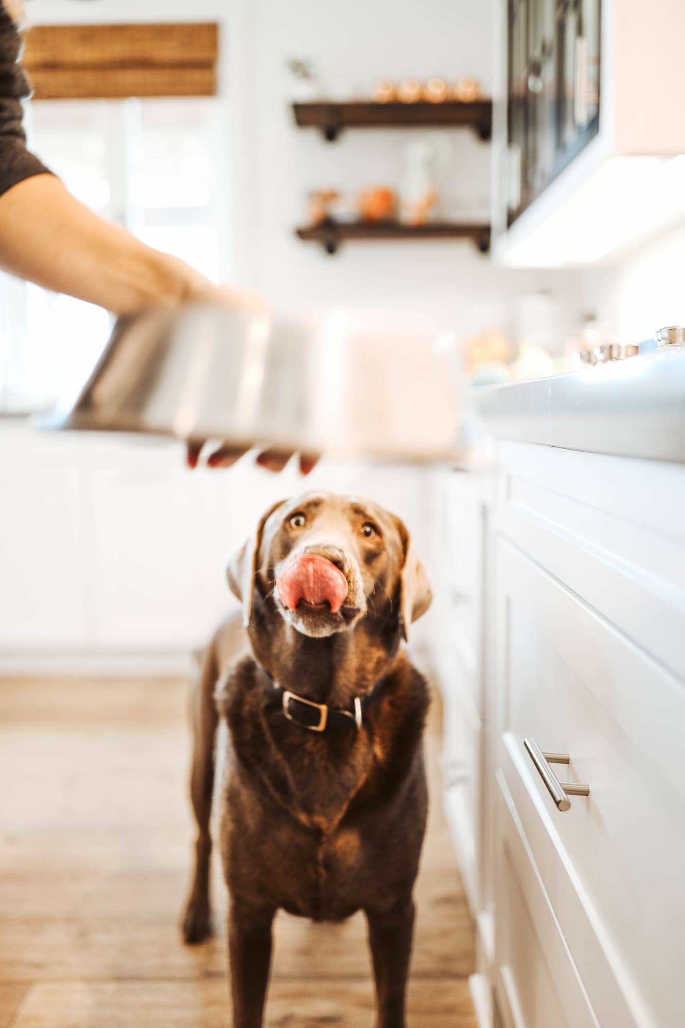 silver lab