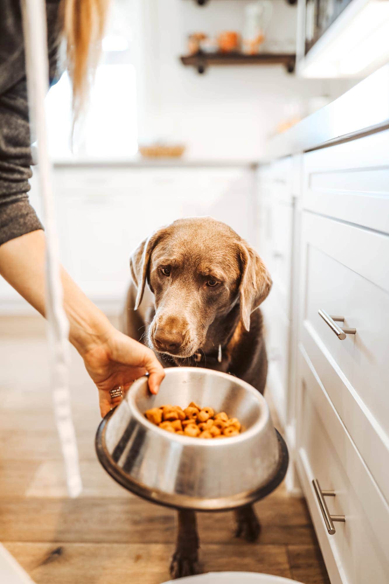 lab puppy eating