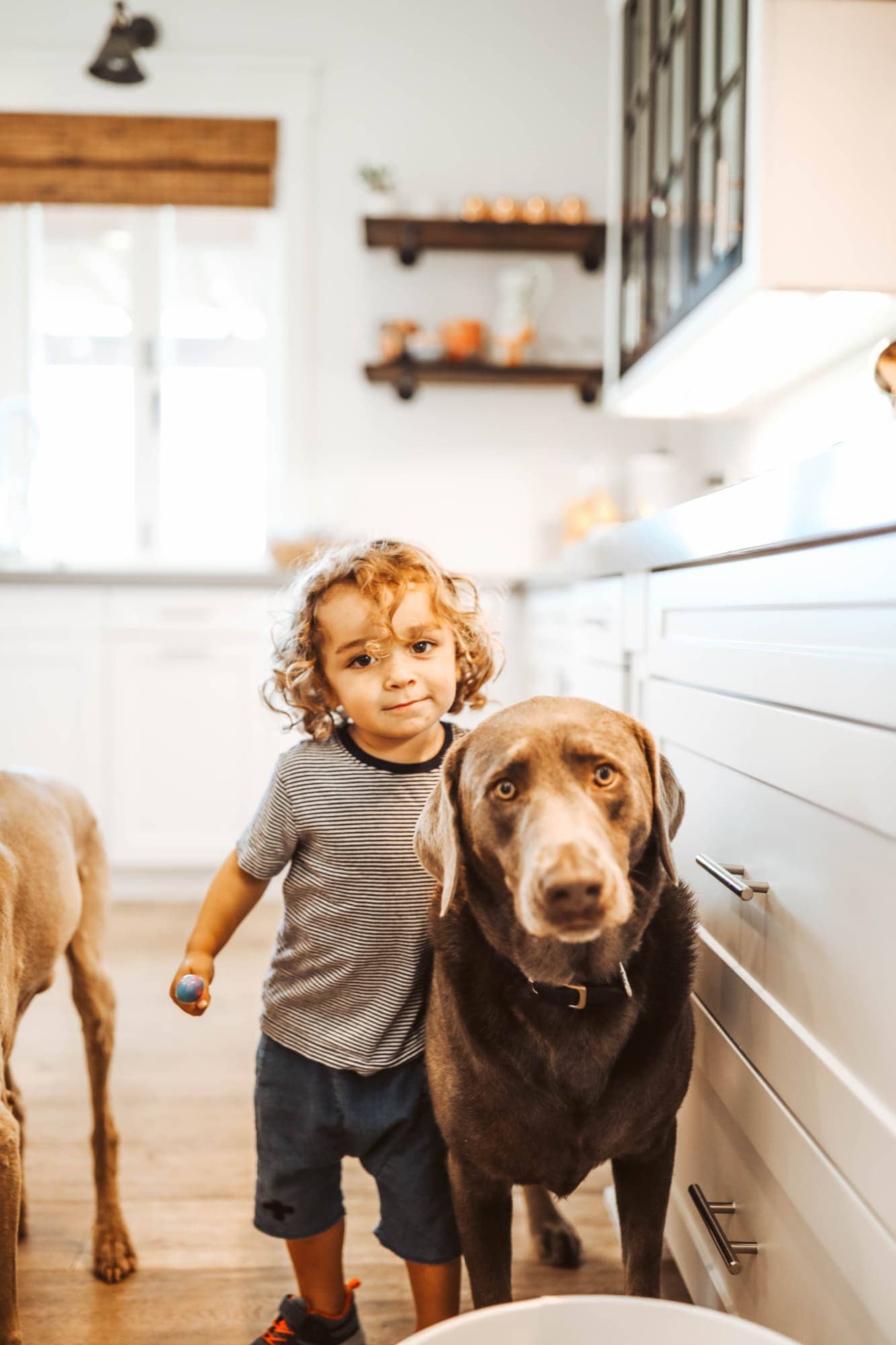 cute Lab and toddler