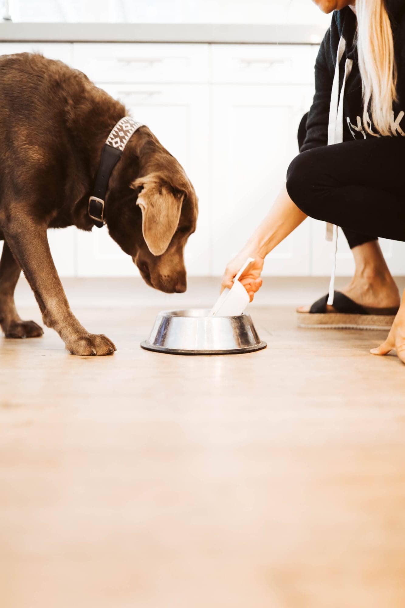 girl feeding dog