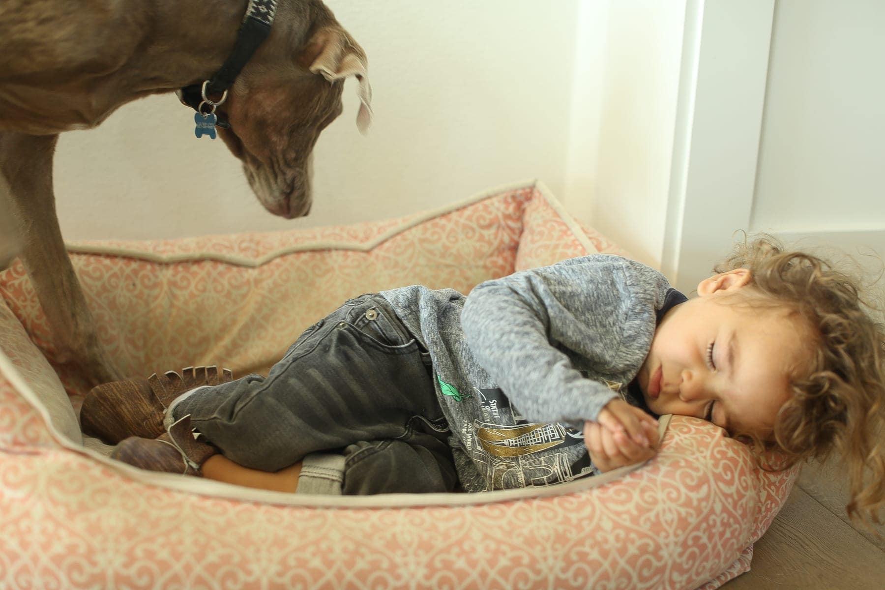 toddler sleeping in dog bed