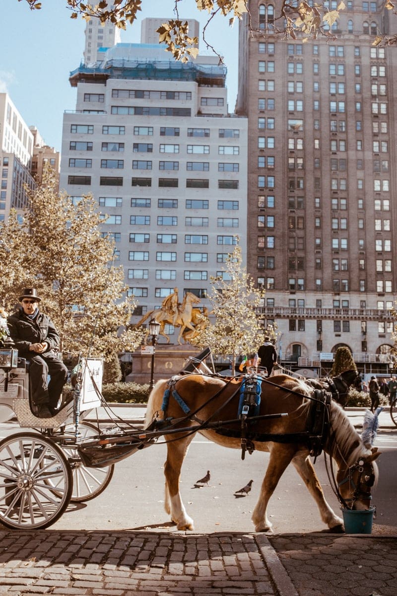 Horse and Carriage ride at Central Park