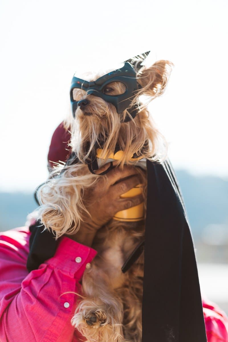 dog in costume