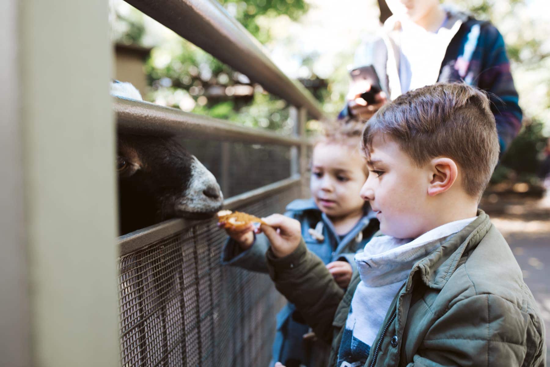 Central Park Zoo Feeding Goats