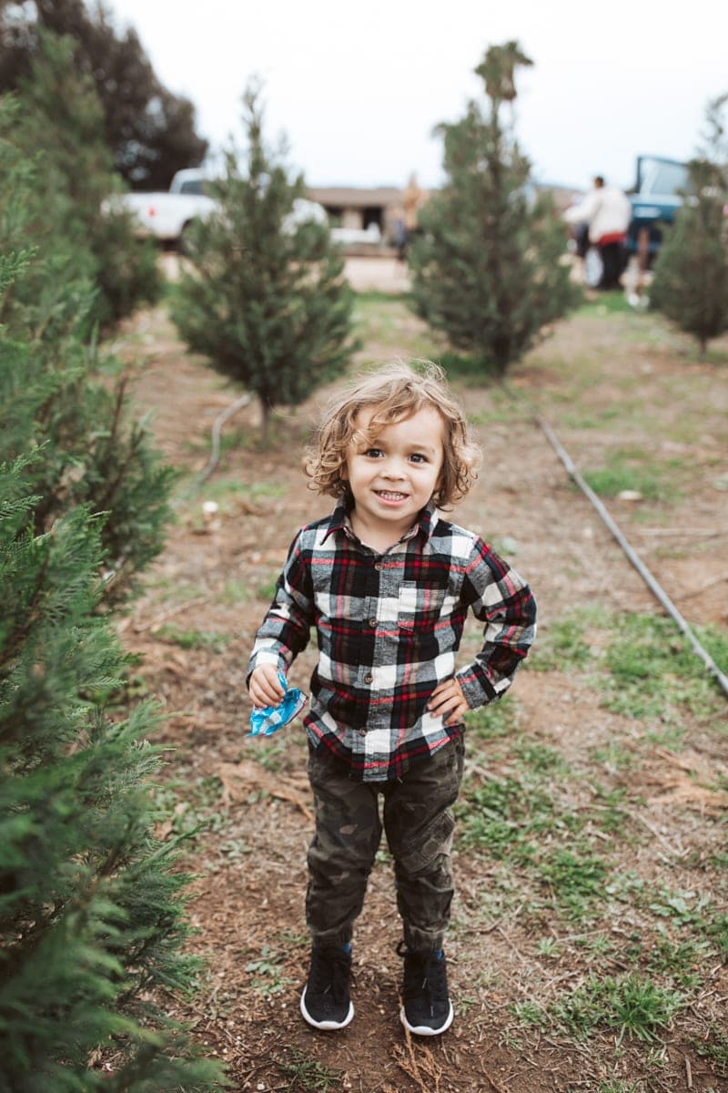 Christmas Tree Farm