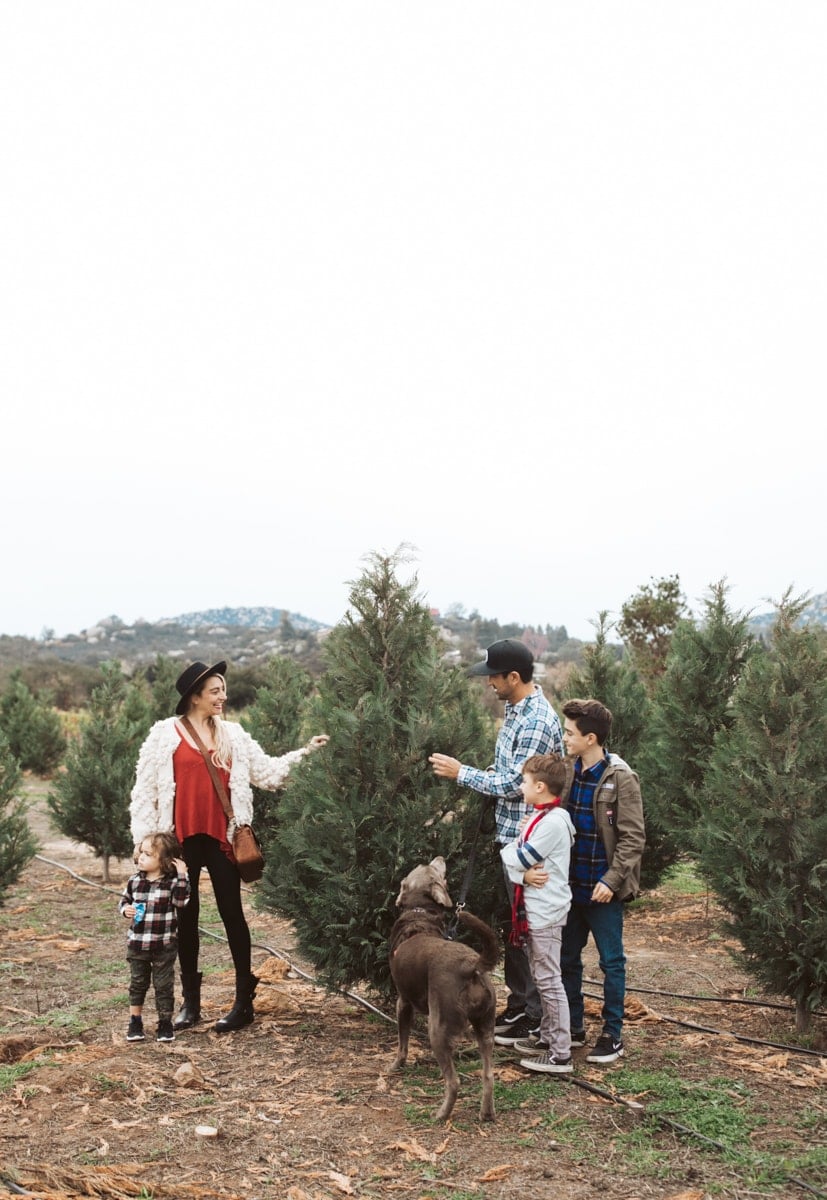 Christmas Tree Farm