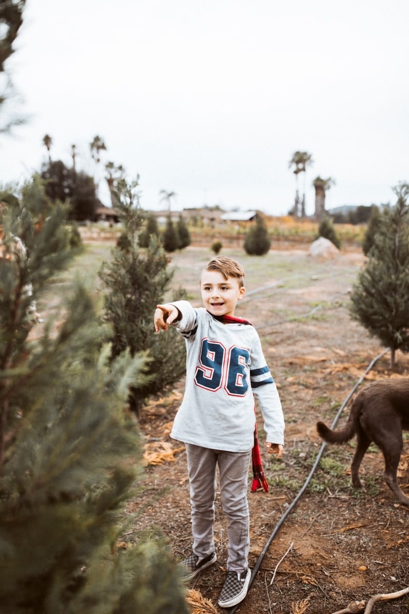 Christmas Tree Farm