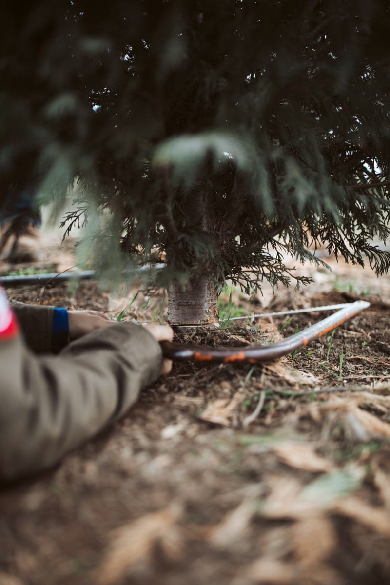 Christmas tree farm