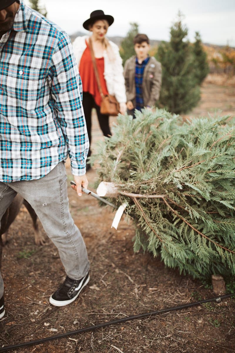 christmas tree farm